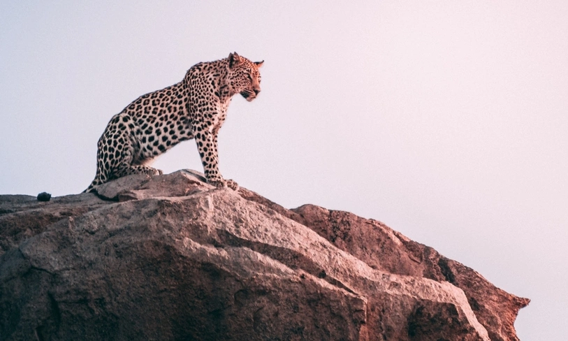 Jawai Leopard Tour