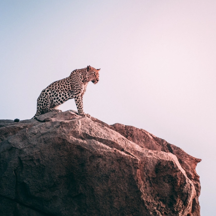 Jawai Leopard Safari