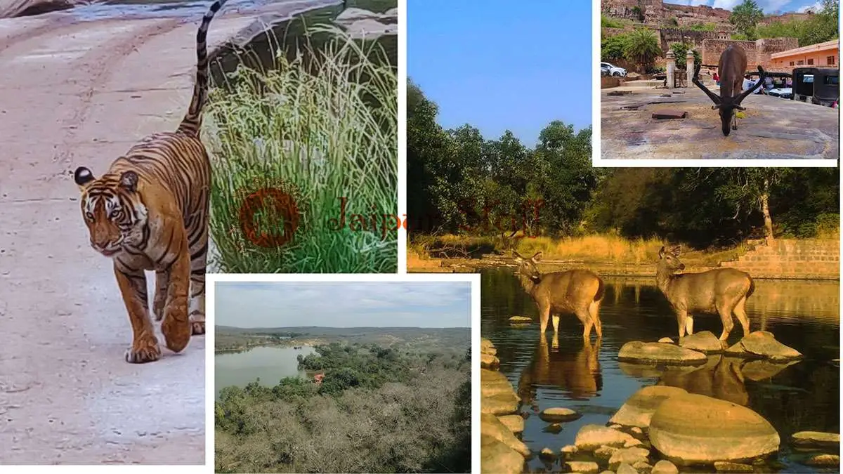 RANTHAMBORE NATIONAL PARK