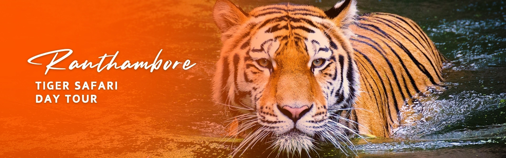 Ranthambore Tiger Safari Day Tour
