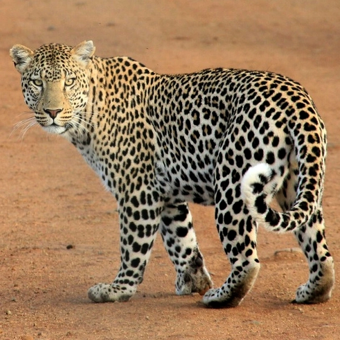Kumbhalgarh Wildlife Sanctuary